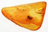Detailed Fossil Black Fly and True Midge in Baltic Amber #330646-1